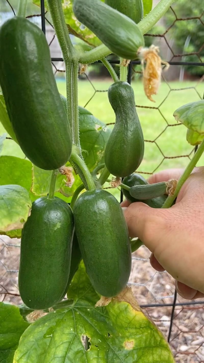 Frequent picking can protect the next cucumber set