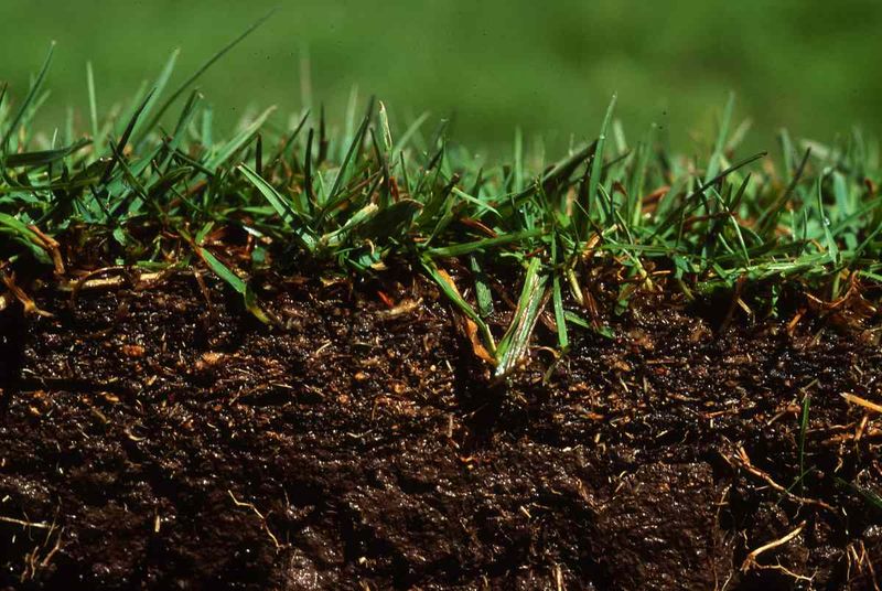 Frequent shallow watering can weaken heat tolerance