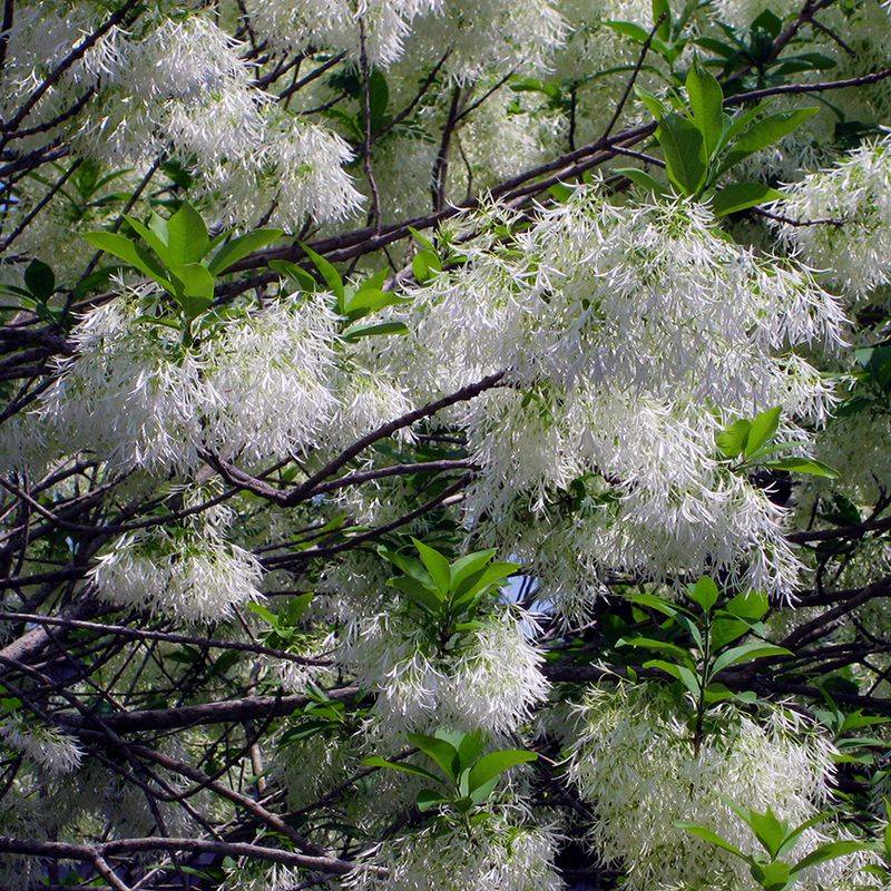 Fringe Tree (Chionanthus virginicus) Fringe Tree (Chionanthus virginicus)