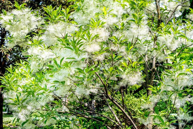 Fringe Tree