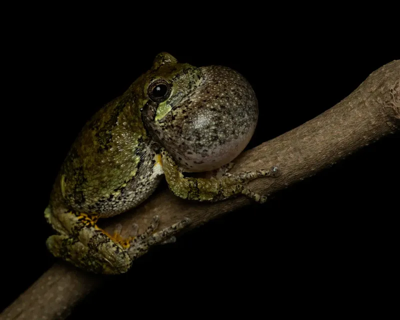 Frogs Can Help the Food Web, but They Do Not Replace IPM