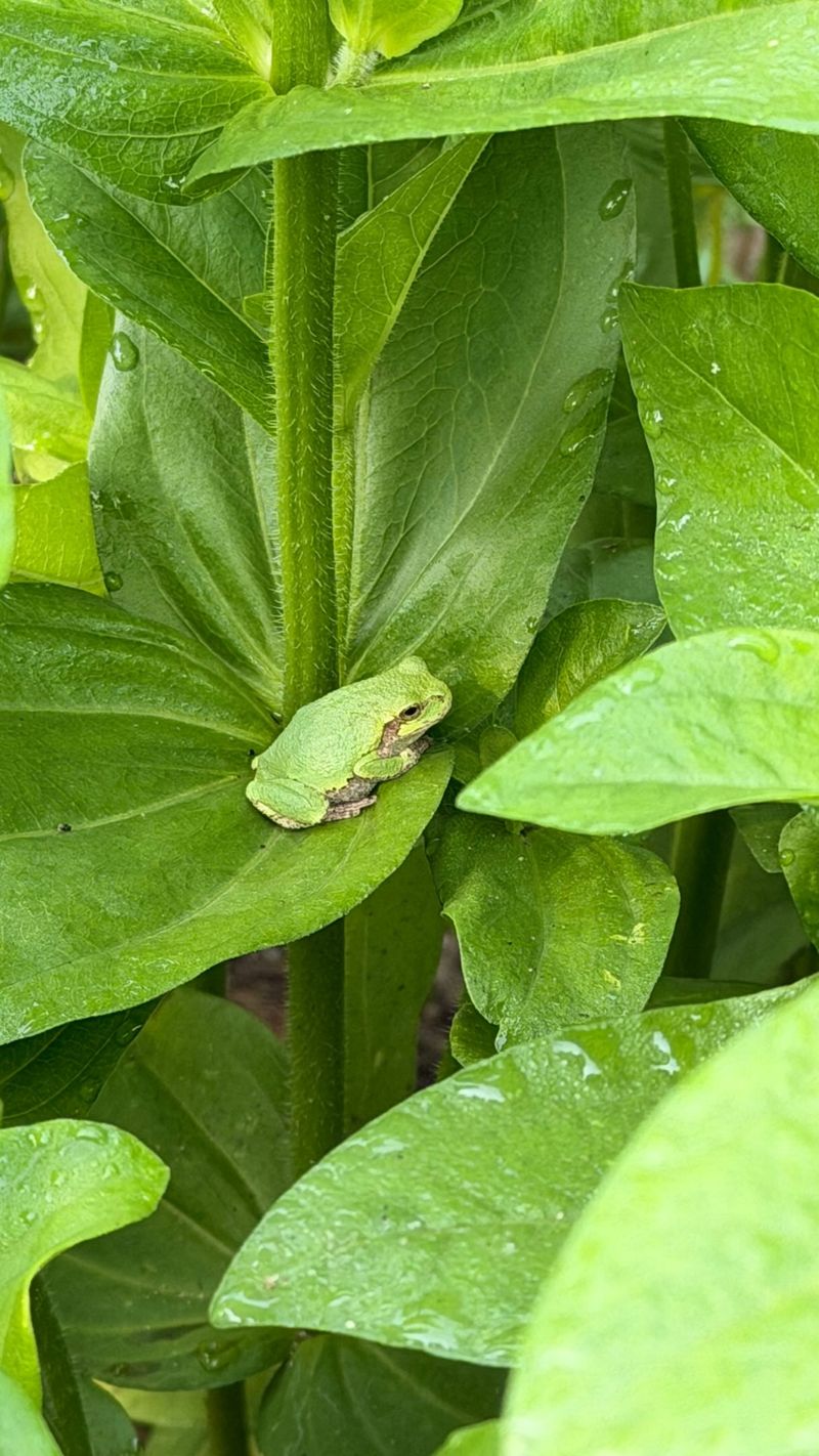 Frogs eat garden invertebrates, but they are not a pest-control guarantee