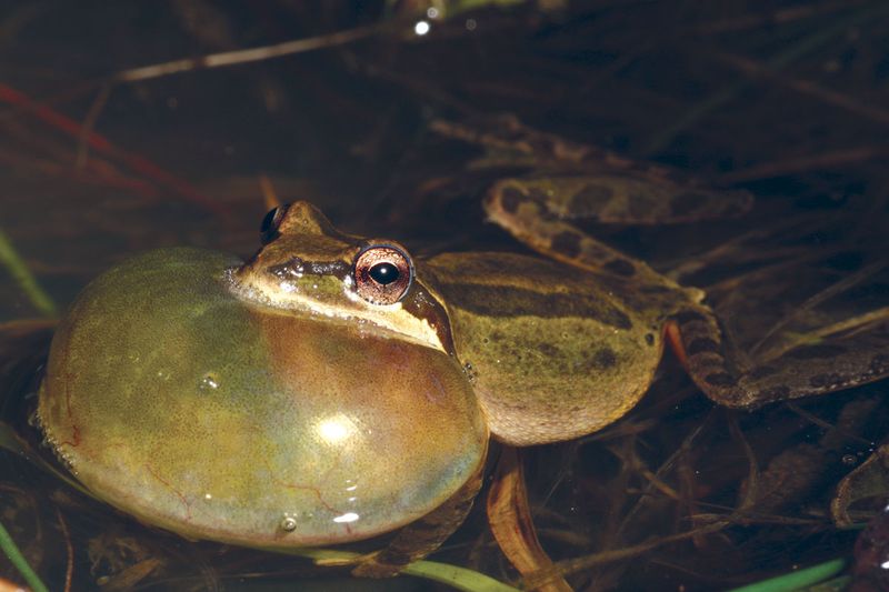 Frogs eat invertebrates, but they will not replace pest control Frogs eat invertebrates, but they will not replace pest control