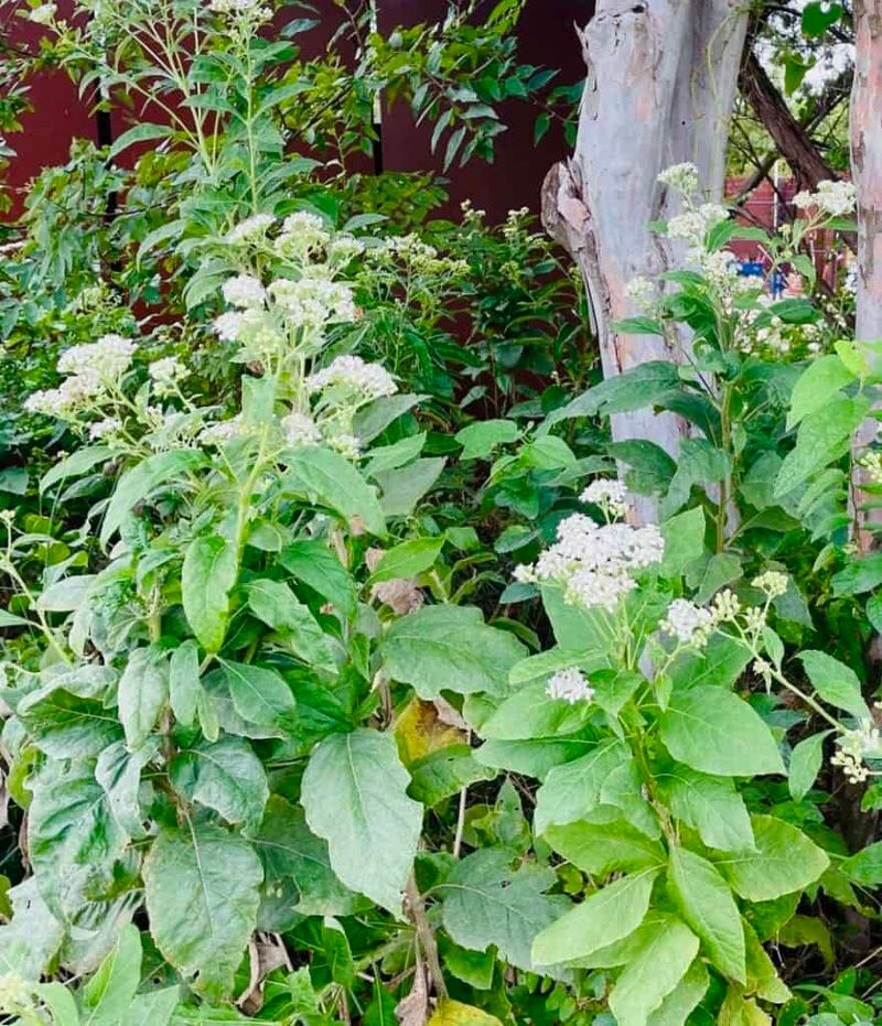 Frostweed