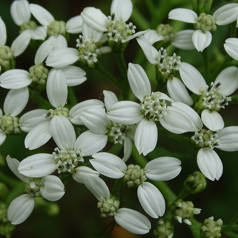Frostweed
