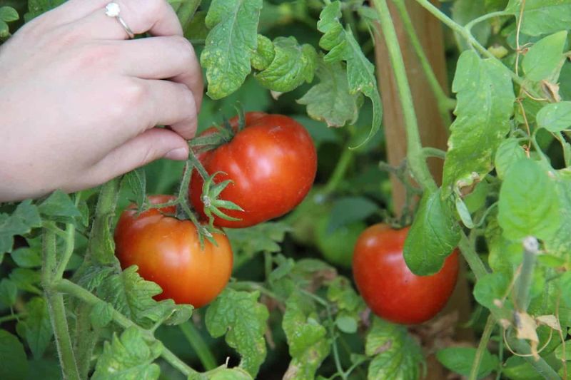 Fruit Set May Improve After the Weather Moderates