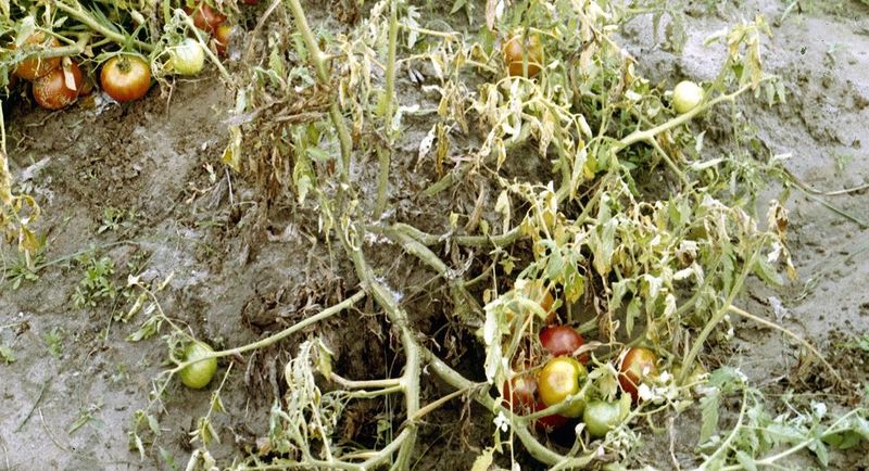 Fusarium wilt leads the list—but bottom-up wilt is not a diagnosis Fusarium wilt leads the list—but bottom-up wilt is not a diagnosis