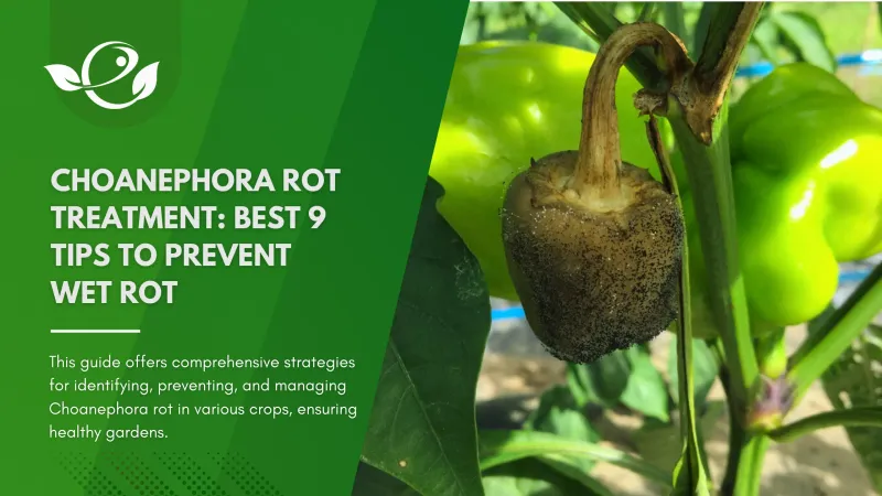 Fuzzy, soft decay signals possible wet rot
