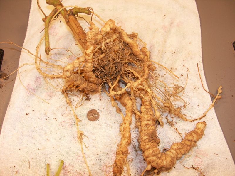 Galled roots reveal how nematodes amplify heat stress