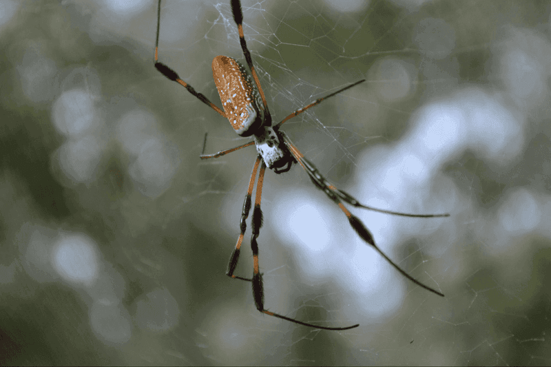 Garden Spider Is a Common Name, Not a Single Kind of Spider