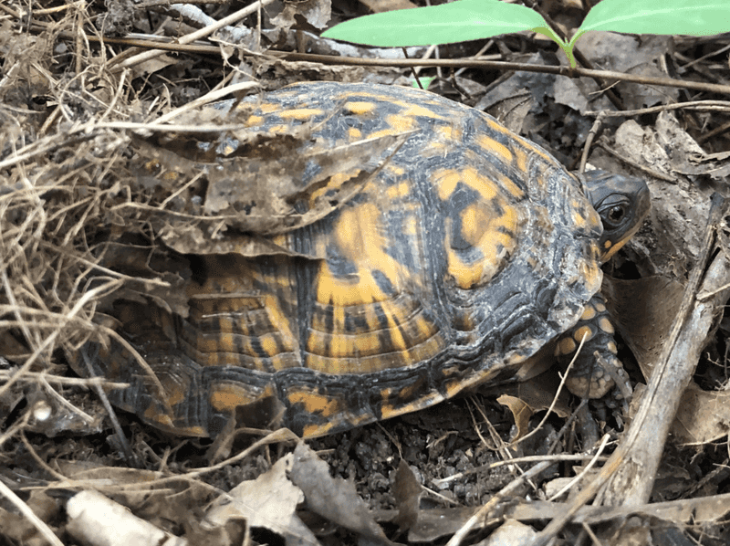 Garden beds provide the habitat clues turtles actually use