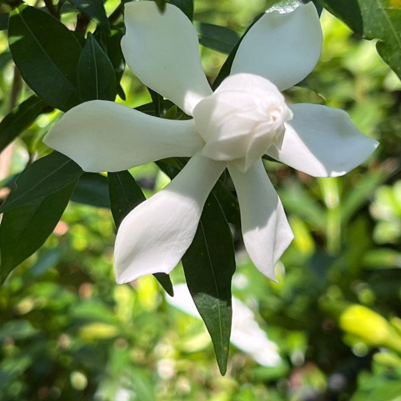 Gardenia