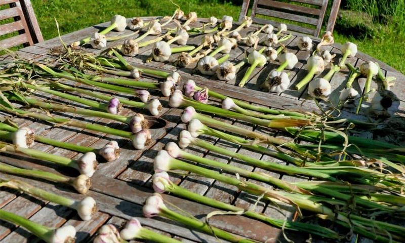 Garlic Garlic