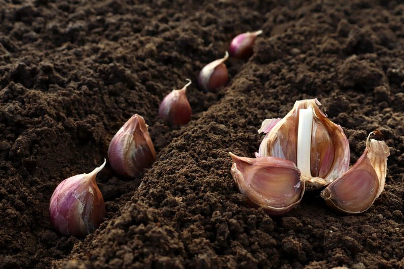 Garlic