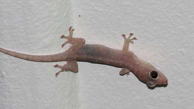 Geckos eat some roaches but cannot replace pest control Geckos eat some roaches but cannot replace pest control