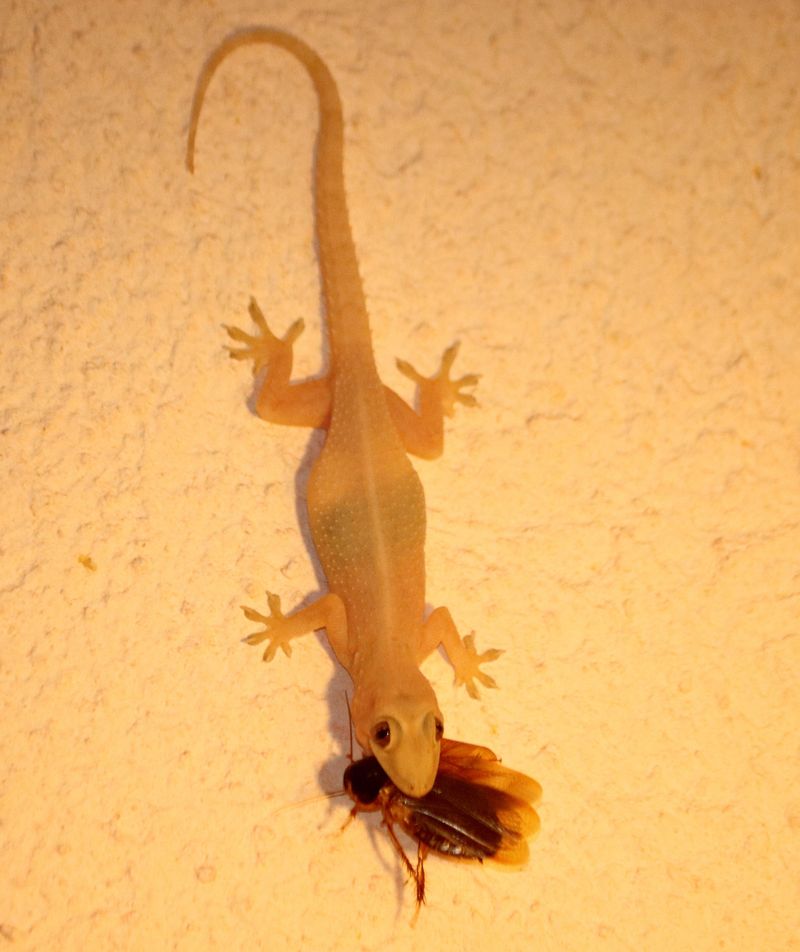 Geckos may eat roaches, but they are not a proven control program Geckos may eat roaches, but they are not a proven control program