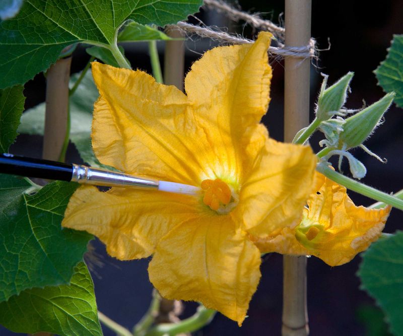 Gently Hand-Pollinate Open Flowers in the Morning