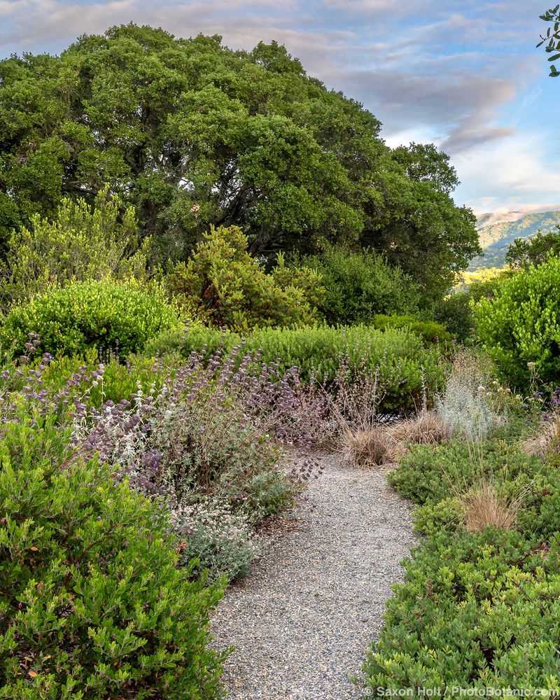 Give Bushtits dense, layered habitat