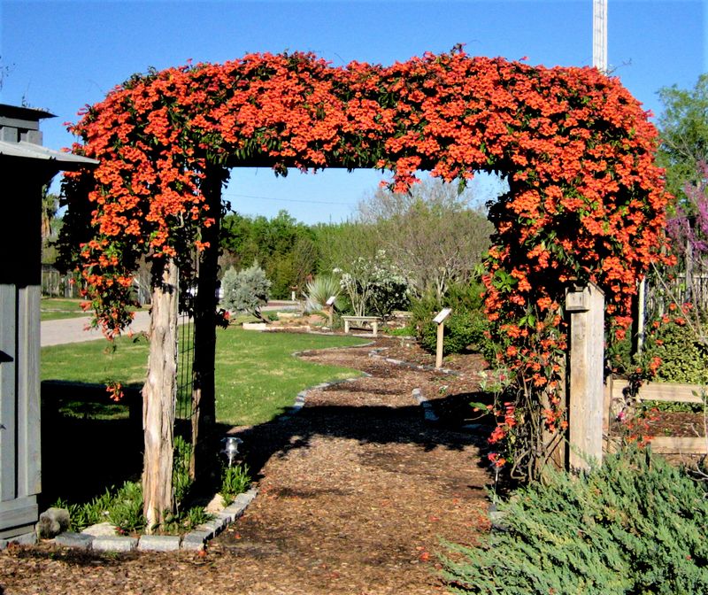 Give Crossvine the Support and Conditions It Needs