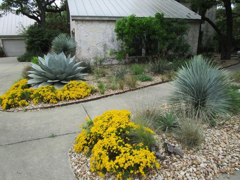 Give Damianita Sun, Drainage, and Careful Watering