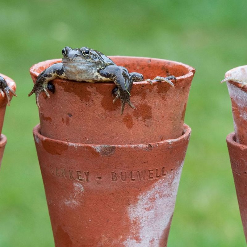 Give Frogs Cover Without Turning the Yard Into a Wet Zone Give Frogs Cover Without Turning the Yard Into a Wet Zone