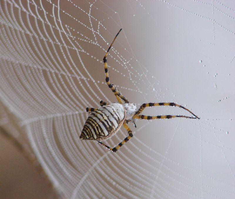 Give Web-Building Spiders the Structure They Need