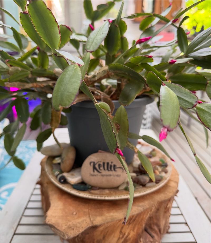 Give a Reset Plant Steady, Gentle Conditions