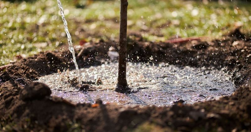 Give a dry root zone a slow, deep soak