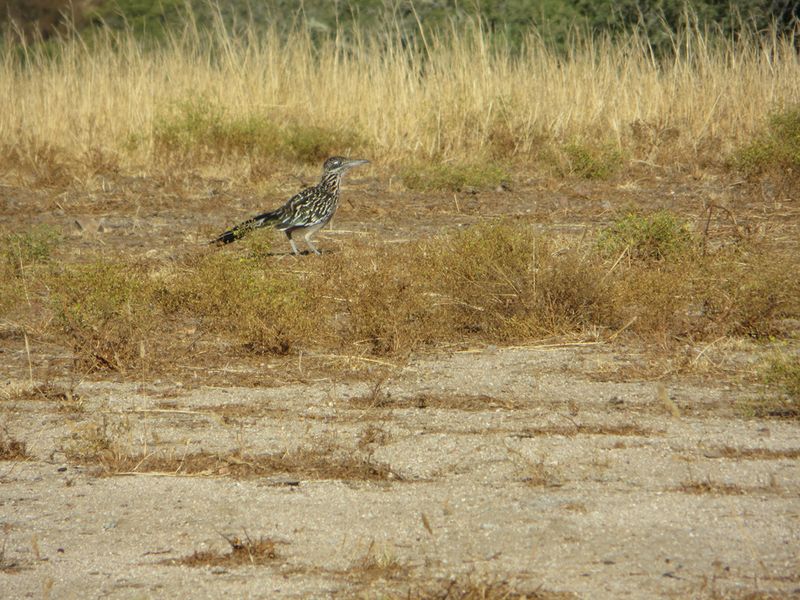 Give a ground-foraging bird room to move Give a ground-foraging bird room to move