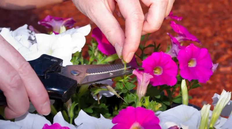 Give a leggy petunia a measured haircut Give a leggy petunia a measured haircut