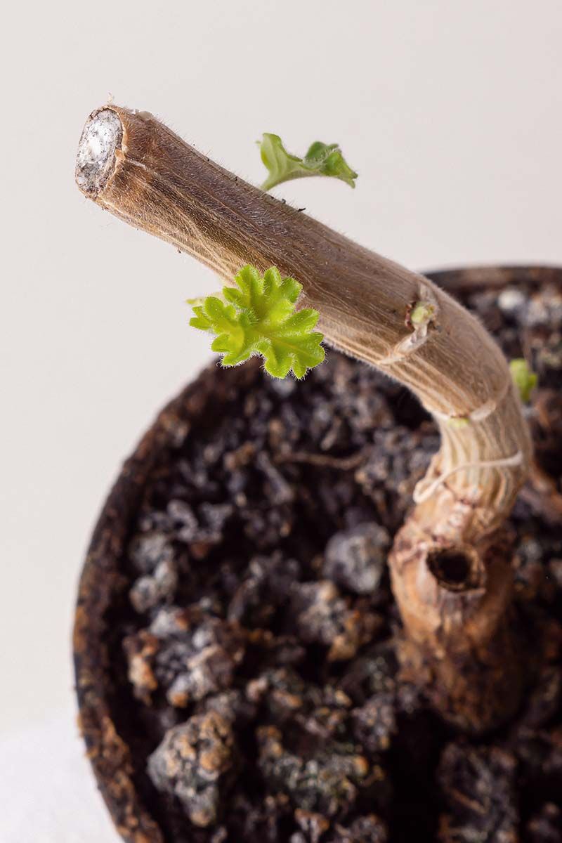Give a leggy plant a separate reset Give a leggy plant a separate reset