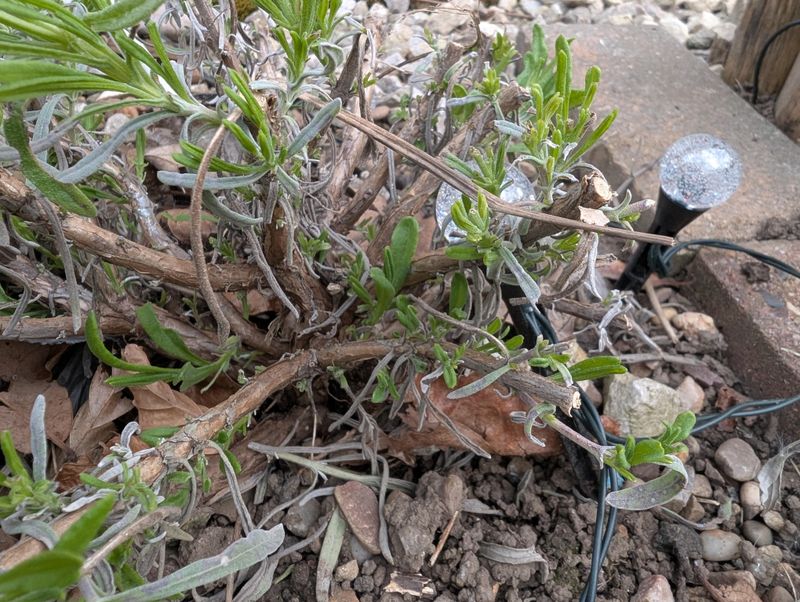 Give a severely woody plant a conservative first cut