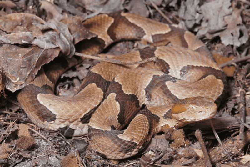 Give a visible snake space instead of trying to handle it Give a visible snake space instead of trying to handle it