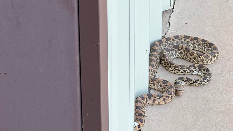 Give an encountered snake space to leave