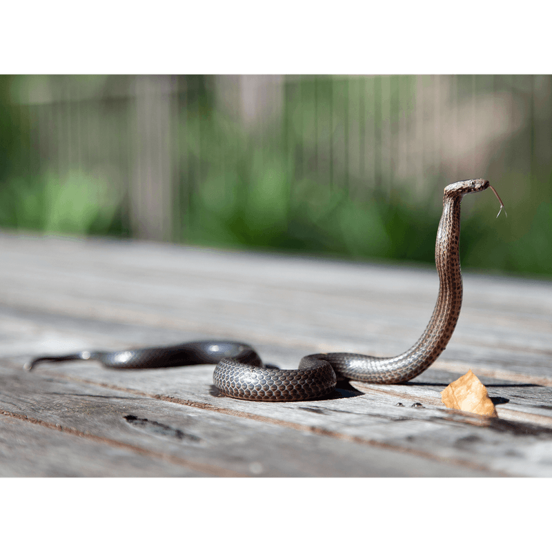 Give every snake room to leave