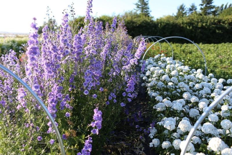 Give fall-sown plants time to bloom on their own schedule Give fall-sown plants time to bloom on their own schedule