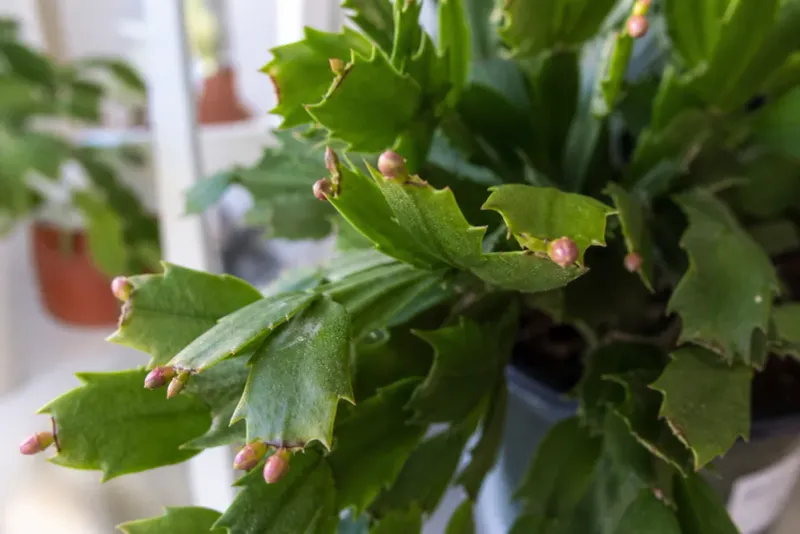 Give flowering the right temperature and darkness cues Give flowering the right temperature and darkness cues