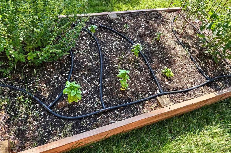 Give genuinely dry plants a slow, thorough soak