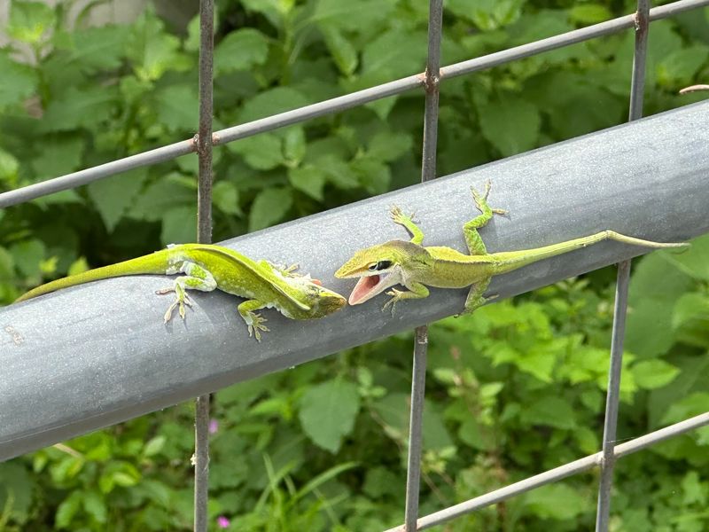 Give green anoles habitat, not an impossible job Give green anoles habitat, not an impossible job