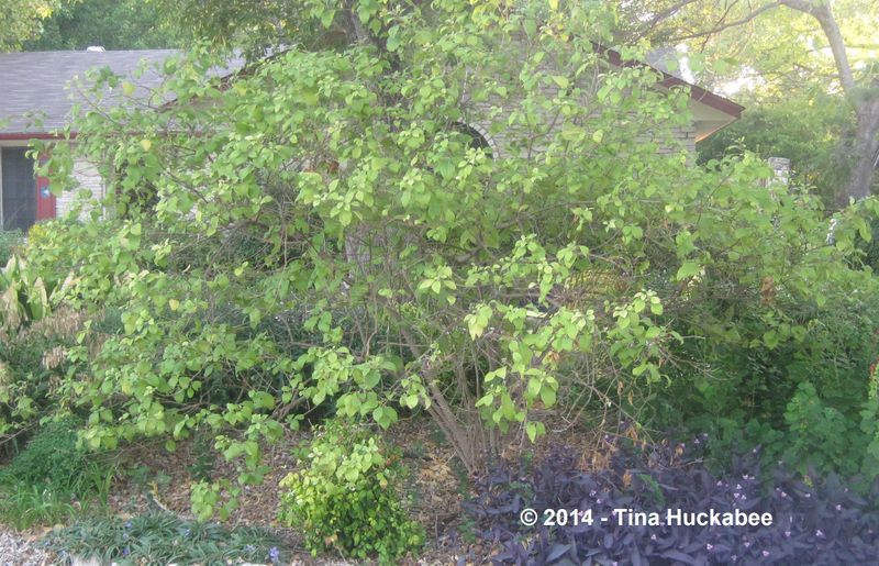 Give its arching branches enough room to work Give its arching branches enough room to work