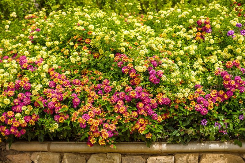 Give lantana the sunniest, well-drained workable spot
