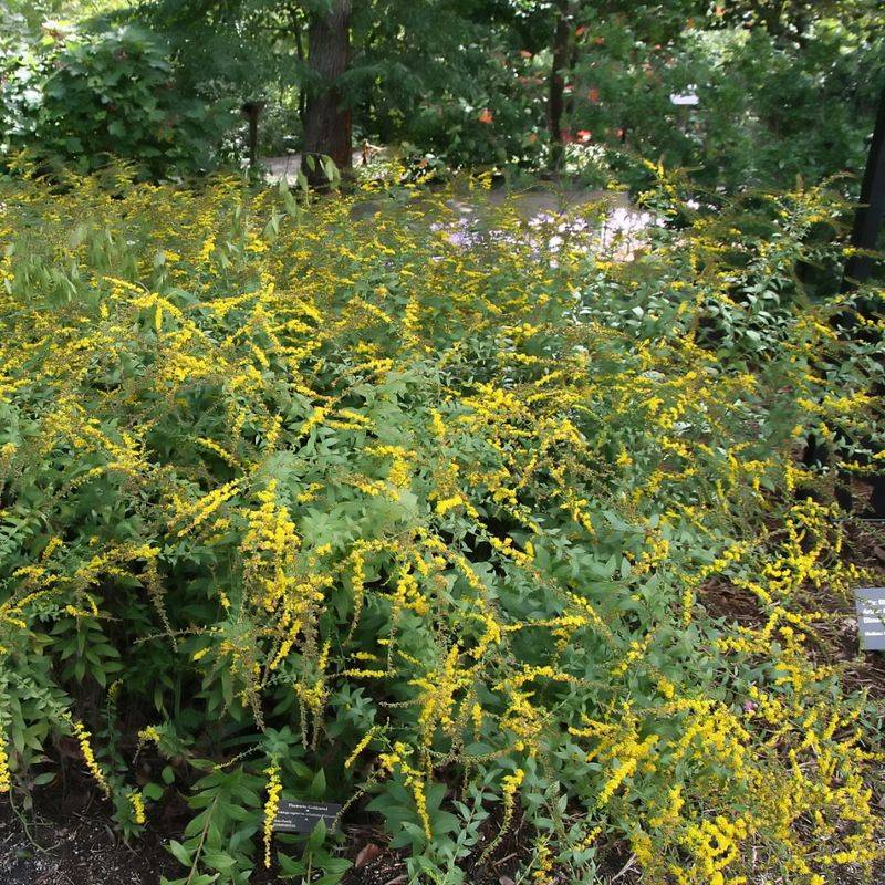 Give new plants routine establishment care