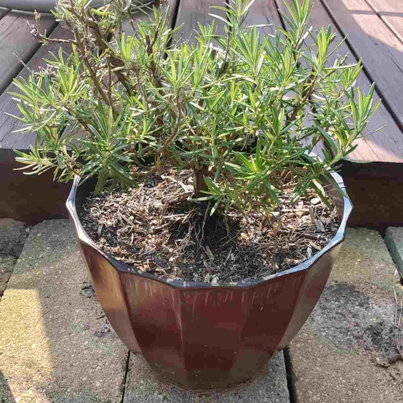 Give rosemary the drainage and sun it needs Give rosemary the drainage and sun it needs