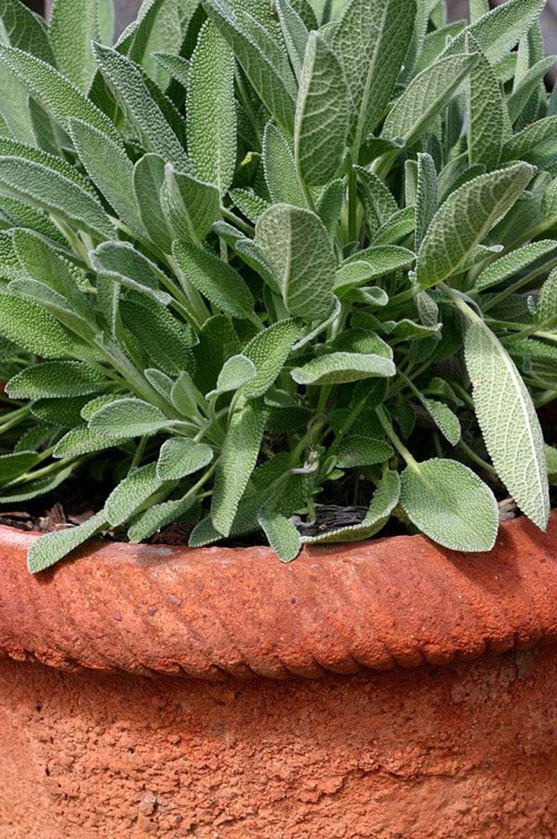 Give sage the conditions it prefers