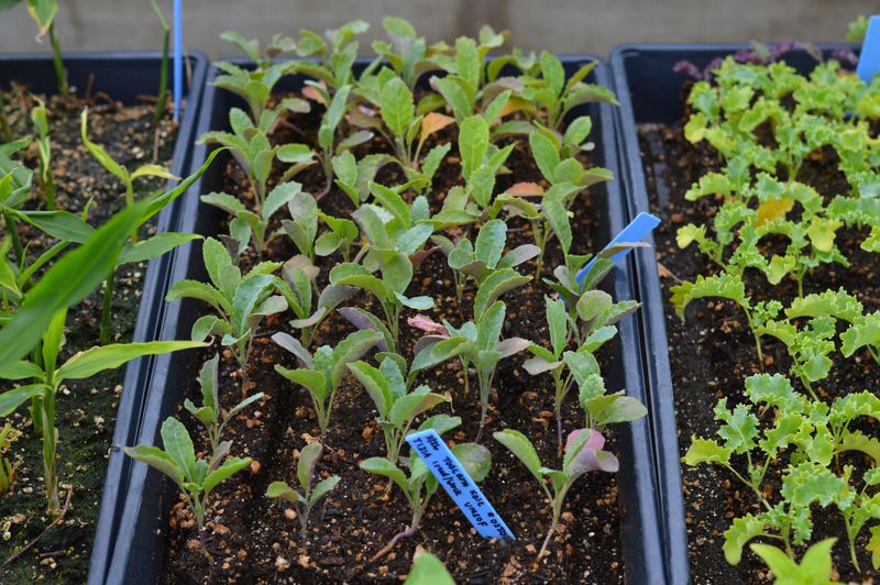 Give seedlings enough time and room to develop