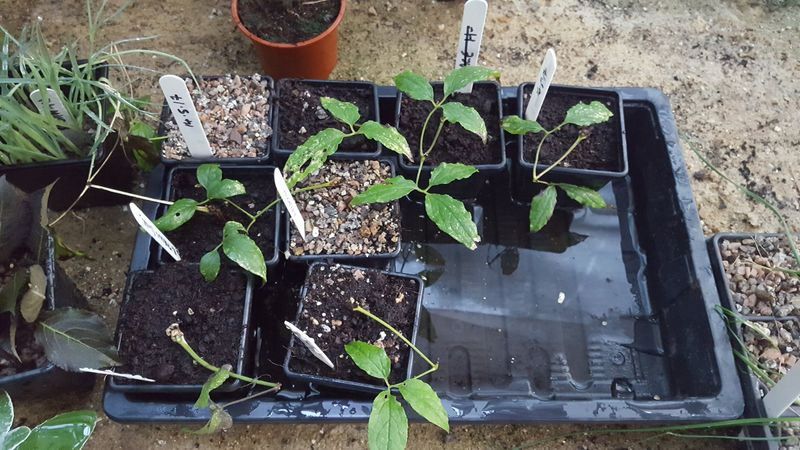 Give several cuttings a fair chance Give several cuttings a fair chance
