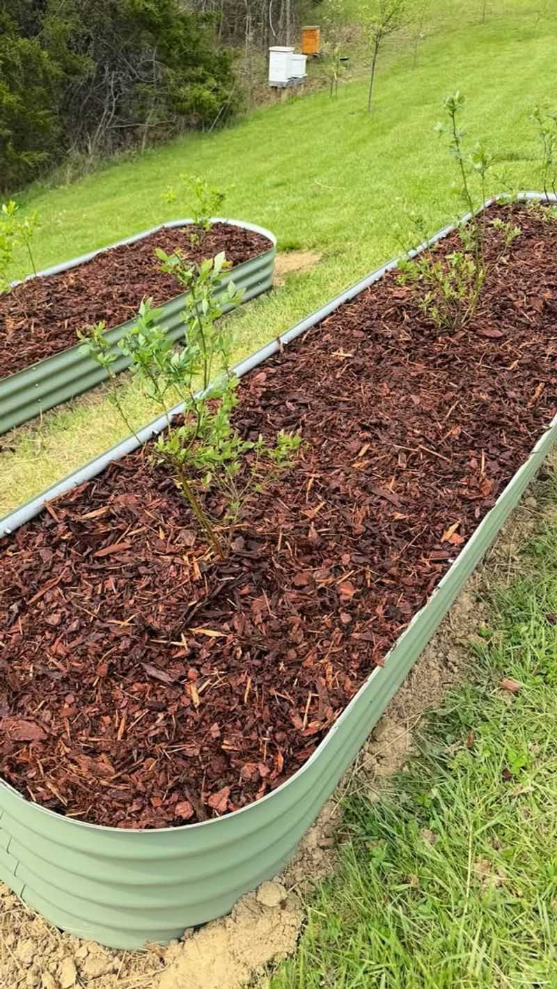 Give shallow roots sun, drainage, and steady moisture Give shallow roots sun, drainage, and steady moisture