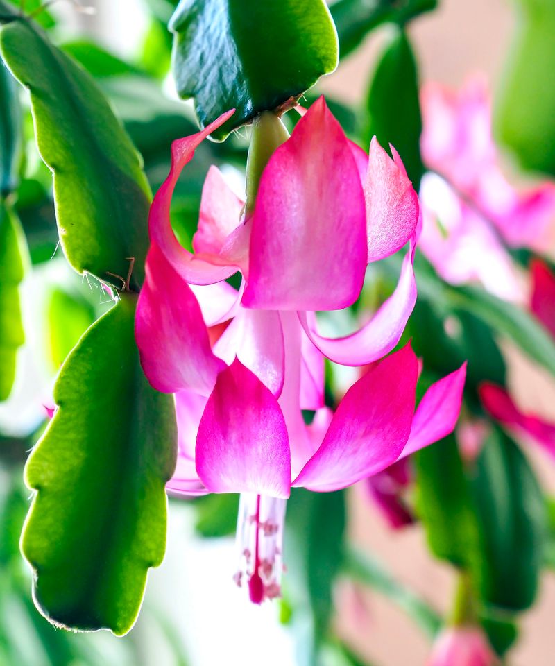 Give summer growth bright filtered light and good drainage Give summer growth bright filtered light and good drainage