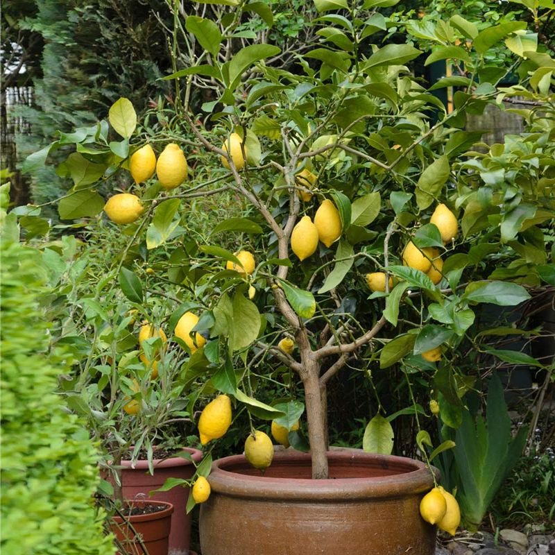 Give the Canopy Sun Without Cooking the Roots