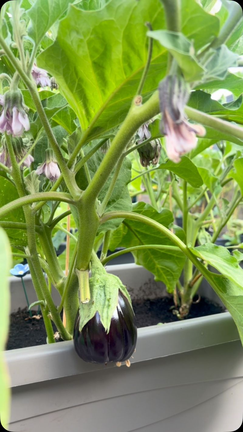 Give the Plant Time to Recover